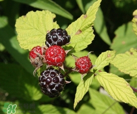 樹莓有毒嗎？樹莓有刺嗎？