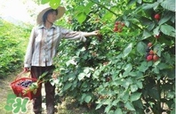 桑葚火麻茶能降血壓?jiǎn)?？桑葚火麻茶作用與功效