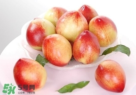 油桃什么時候成熟？油桃什么季節(jié)成熟