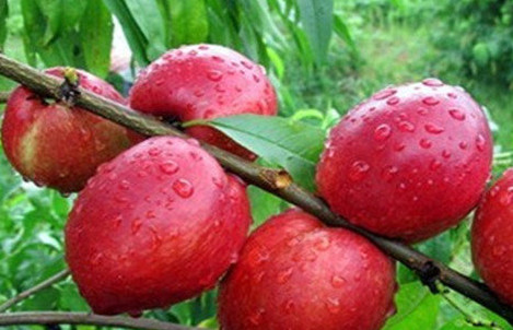 油桃不能和什么一起吃？油桃不能和什么水果一起吃