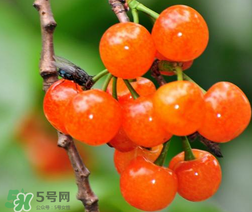 立夏嘗三新指的是什么？立夏嘗新活動(dòng)