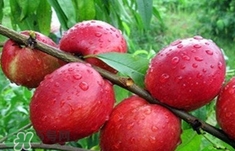 油桃什么時候吃最好？油桃什么人不能吃