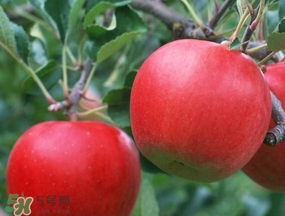 周黑鴨能帶出國嗎？周黑鴨可以帶出國嗎