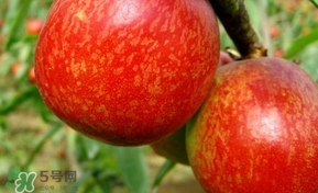 油桃一天吃幾個？孕婦一天能吃幾個油桃