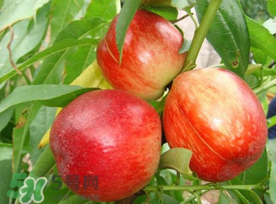 孕婦可以吃油桃嗎？孕婦能吃油桃嗎