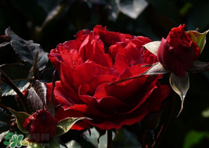 母親節(jié)可以送玫瑰花嗎？母親節(jié)送幾朵玫瑰花好？