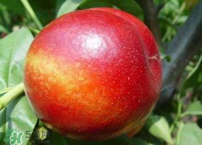 油桃有毛嗎？油桃為什么沒(méi)毛？