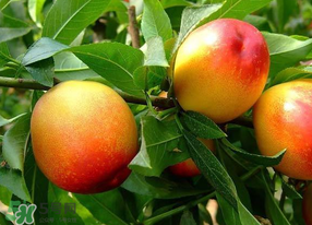 油桃有毛嗎？油桃為什么沒(méi)毛？