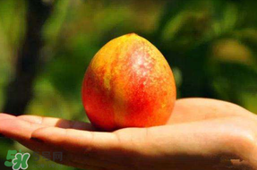 油桃變軟了還能吃嗎？油桃變軟了怎么回事？