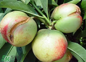 油桃裂果什么原因？油桃裂果還能吃嗎？