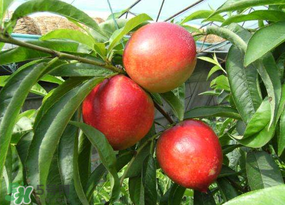 油桃裂果什么原因？油桃裂果還能吃嗎？