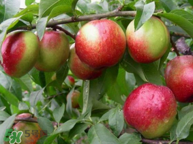 油桃有毛嗎？油桃為什么沒(méi)毛？