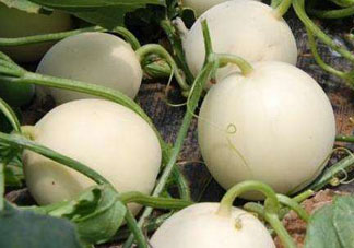 甜瓜苦能吃嗎？甜瓜為什么會苦？