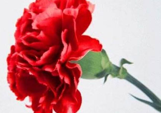 母親節(jié)要不要給男朋友媽媽買禮物？母親節(jié)送男友媽媽禮物