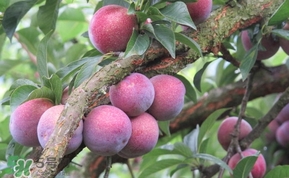 三華李多少錢(qián)一斤？三華李價(jià)格