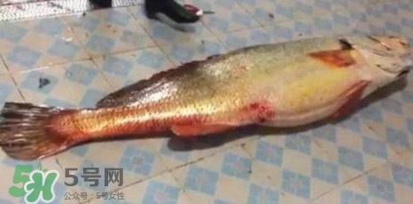 天價(jià)魚賣出347萬 金錢鳘為什么這么貴？