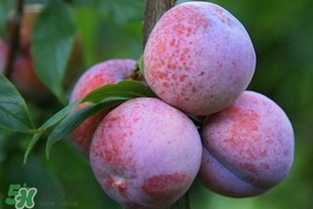 吃三華李有什么好處？三華李的功效與作用