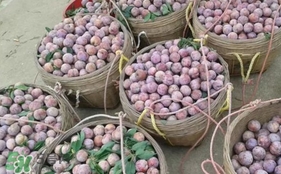 三華李怎么種植？三華李種植技術(shù)