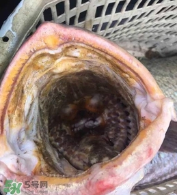 天價(jià)魚賣出347萬 金錢鳘為什么這么貴？