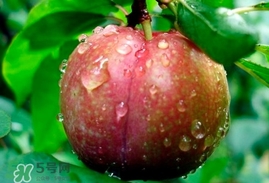 三華李多少錢(qián)一斤？三華李價(jià)格