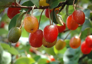 羊奶子是什么？羊奶果多少錢一斤