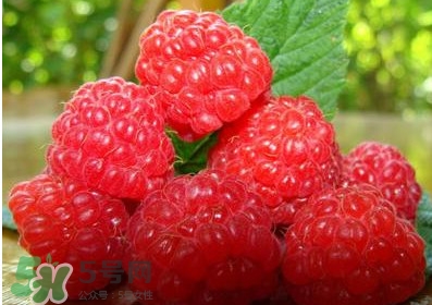 山莓多少錢一斤？為什么沒人種植山莓