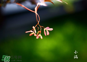 小滿是什么節(jié)氣？小滿是第幾個(gè)節(jié)氣？