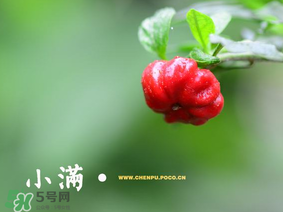 小滿是什么節(jié)氣？小滿是第幾個(gè)節(jié)氣？