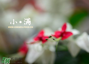 小滿是什么節(jié)氣？小滿是第幾個(gè)節(jié)氣？