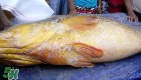 黃唇魚多少錢一斤？金錢鱉多少錢？