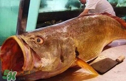 黃唇魚(yú)可以養(yǎng)殖嗎？黃唇魚(yú)能養(yǎng)殖嗎？