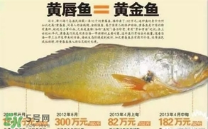 黃唇魚是黃花魚嗎？黃唇魚是黃魚嗎？