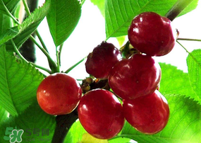 ?端午節(jié)還有櫻桃嗎？端午節(jié)可以摘櫻桃嗎？