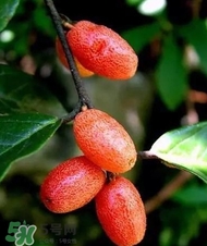 羊奶子什么時(shí)候成熟？羊奶子什么樣子