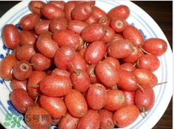 羊奶子是什么？羊奶果多少錢一斤