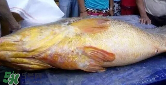 黃唇魚可以買賣嗎？黃唇魚買賣違法嗎？