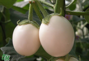 甜瓜可以空腹吃嗎？空腹吃甜瓜可以嗎？