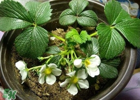 菠蘿莓種子哪里有賣(mài)？哪里能買(mǎi)得到菠蘿莓種子？