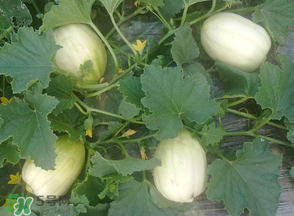 甜瓜可以空腹吃嗎？空腹吃甜瓜可以嗎？