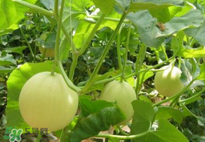 甜瓜可以空腹吃嗎？空腹吃甜瓜可以嗎？