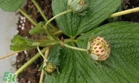 菠蘿莓苗多少錢(qián)一顆？菠蘿莓怎么種植