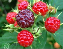 山莓多少錢一斤？為什么沒人種植山莓