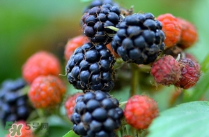 山莓是覆盆子嗎？山莓和覆盆子的區(qū)別