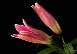 母親節(jié)可以送百合嗎？送母親百合花該送幾朵？