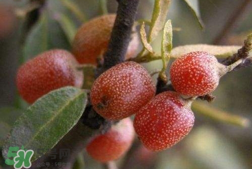 羊奶子什么時(shí)候成熟？羊奶子什么樣子