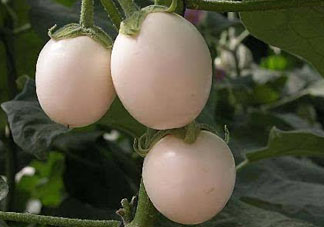 甜瓜和雞蛋能一起吃嗎？吃完甜瓜能吃雞蛋嗎？