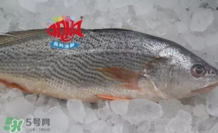 黃唇魚是黃花魚嗎？黃唇魚是黃魚嗎？
