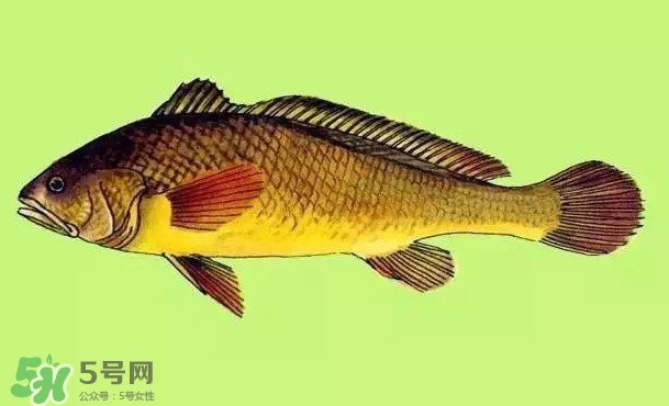 黃唇魚是黃花魚嗎？黃唇魚是黃魚嗎？