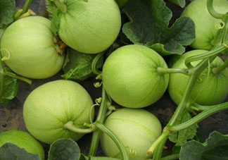 甜瓜可以空腹吃嗎？空腹吃甜瓜可以嗎？