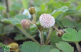 菠蘿莓種子哪里有賣(mài)？哪里能買(mǎi)得到菠蘿莓種子？